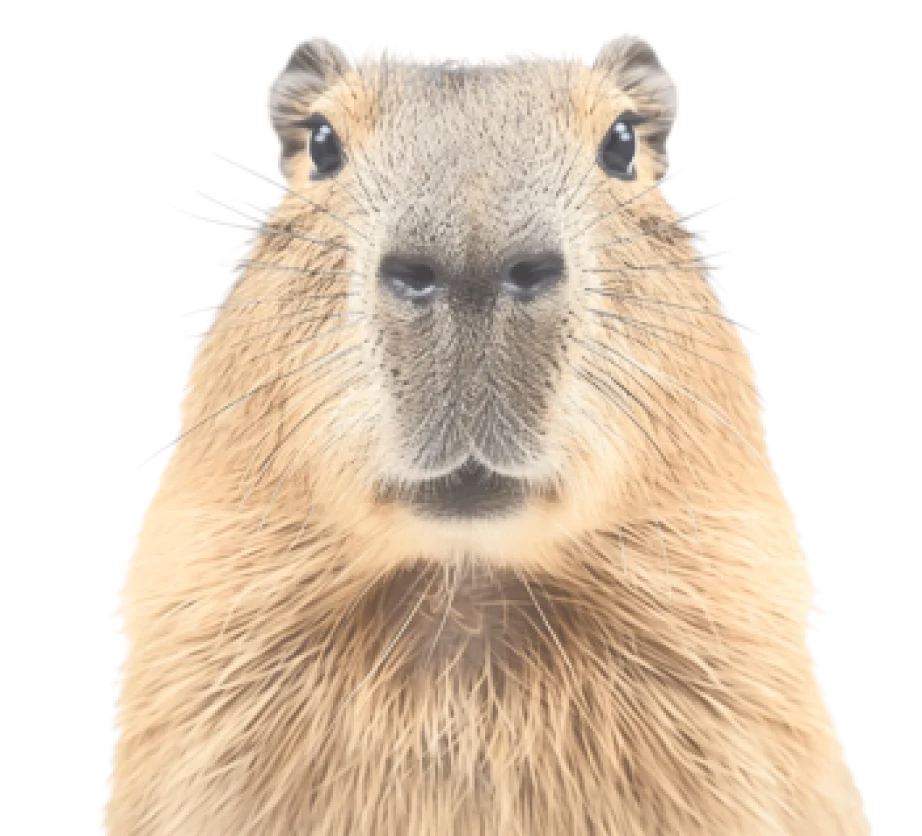 Capybara Chiguiro